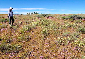 Mixed Wildflowers on Prairie