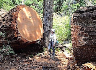 View of 7'-diameter Saw Cut in Giant Fir 