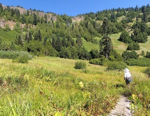 View of alpine meadows in Echo Basin