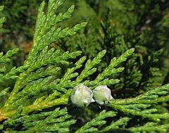 Needles and cone of Alaska cedar