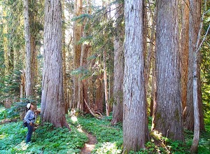 View of grove of Alaska Cedars