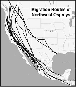 Map of Osprey Migration Routes