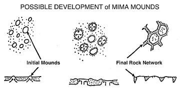 Diagram of Possible Mima Mound Development
