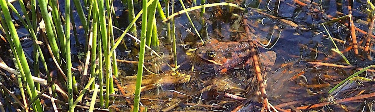 Close-up View of Spotted Frog in Marsh